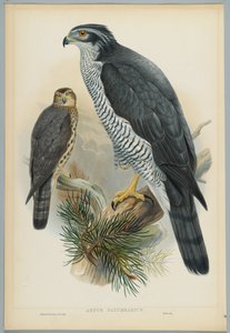 Astur Palumbarius - Goshawk, desenhado por J. Wolf, gravado por HC Richter de John after Gould
