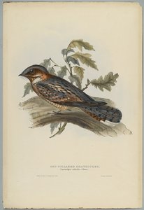 Caprimulgus Ruficollis de John after Gould