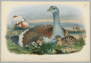 Otis Torda - Abetarda, desenhada por J. Wolf, gravada por HC Richter de John after Gould