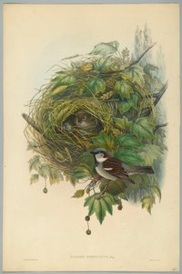 Passer Domesticus - pardal comum, gravado por HC Richter de John after Gould