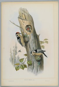 Picus Minor - Pica-pau-malhado, gravado por HC Richter de John after Gould