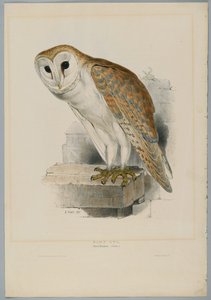 Strix Flammea - coruja de celeiro de John after Gould