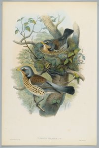 Turdus Pilarus - Juniper Thrush, gravado por HC Richter de John after Gould