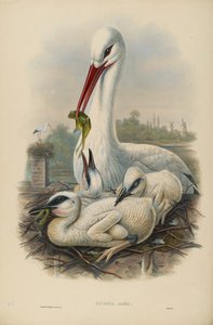 Imagem desconhecida de John after Gould