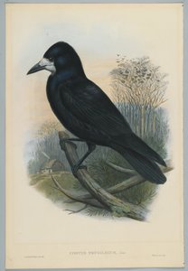 Imagem desconhecida de John after Gould