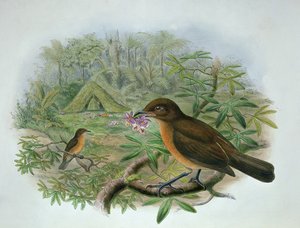 Amblyornis Inornatus, Vogelkop Jardineiro Bowerbird