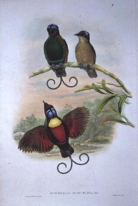 Wilsons Diphyllodes Respuhlica - Ave do Paraíso