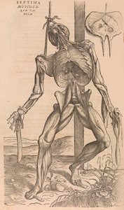De humani corporis fabrica Da Estrutura do Corpo Humano, 1555. de John of Calcar