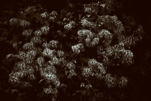 Goodwood Estate em West Sussex, Reino Unido, 2019 (foto) de Jon Nicholson