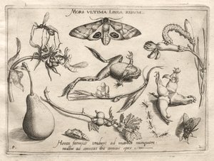 Arquétipos e Estudos: A morte é a linha que marca o fim de toda a Parte II, chapa 5, 1592. de Joris Hoefnagel