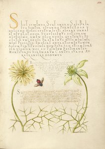 Cumins negros e insectos de Joris Hoefnagel