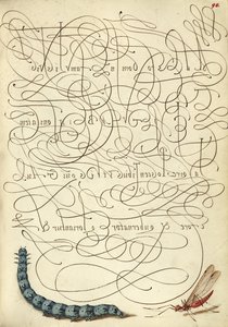 Lagarta e inseto de Joris Hoefnagel