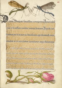 Mosca-das-crucíferas, inseto e rosa francesa de Joris Hoefnagel