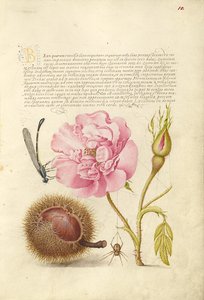 Dama-da-terra, rosa francesa, castanha espanhola e aranha de Joris Hoefnagel