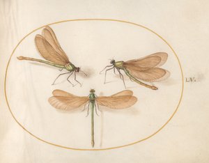 Libélula, c.1575-80