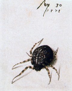 Aranha Feminina, 1578 de Joris Hoefnagel