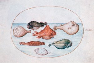Peixe, século XVI de Joris Hoefnagel
