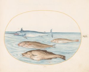 Peixe, c.1575-80 de Joris Hoefnagel