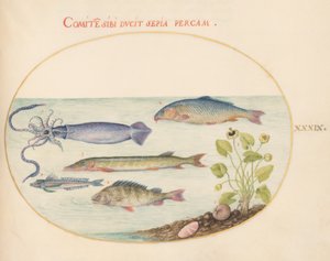 Peixe, c.1575-80 de Joris Hoefnagel