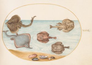 Peixe, c.1575-80 de Joris Hoefnagel