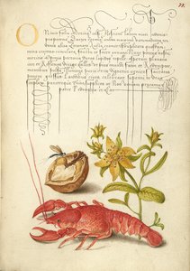Inseto, noz inglesa, erva de São João e lagostim de Joris Hoefnagel