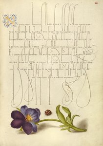 Joaninha e amor-perfeito europeu de Joris Hoefnagel