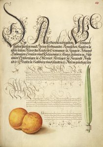 Mosca-da-maio, alperce e caniço de Joris Hoefnagel
