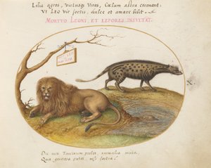 Placa 10: Um Leão e um Gato Civeta de Joris Hoefnagel