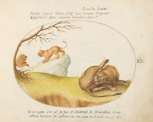 Gravura 11: Uma Leoa com Dois Leões ao Fundo de Joris Hoefnagel