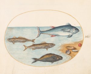Placa 11: Quatro Peixes e Conchas de Joris Hoefnagel