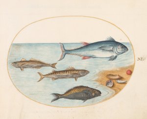 Prancha 11: Quatro peixes e conchas de Joris Hoefnagel