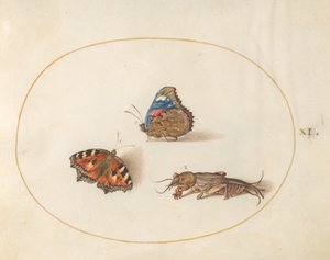 Prancha 11: borboletas-pavão-pequeno e almirante-vermelho com um grilo-toupeira de Joris Hoefnagel