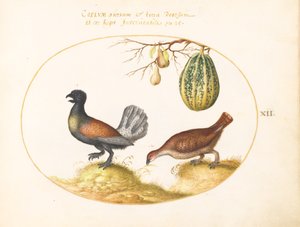 Placa 12: Par de galos silvestres com melão e peras de Joris Hoefnagel