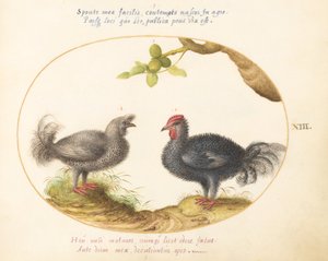 Placa 13: Duas Galinhas Cinzas Encaracoladas de Joris Hoefnagel
