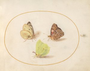 Prancha 14: borboletas-limão, belas-damas e amarelas-nubladas de Joris Hoefnagel