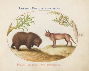 Placa 15: Um Urso e um Lince (?) de Joris Hoefnagel