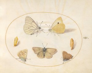 Prancha 16: borboleta-branca-de-nervuras-pretas, amarela-nublada, borboleta-de-cauda-preta (?), argus-do-gerânio (?) e azul-comum com duas crisálidas de Joris Hoefnagel