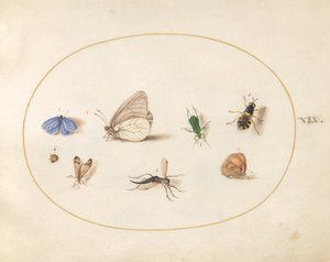 Prancha 19: duas borboletas com cinco outros insetos de Joris Hoefnagel