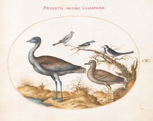 Ilustração 20: Uma tarambola com quatro outros pássaros de Joris Hoefnagel