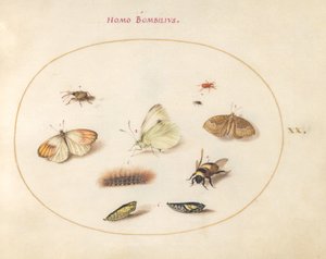 Ilustração 20: Três Borboletas, uma Lagarta, uma Abelha, Duas Crisálidas e Três Gorgulhos de Joris Hoefnagel
