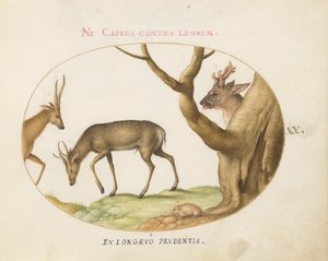 Ilustração 20: Três tipos de veados com arganaz (?) de Joris Hoefnagel