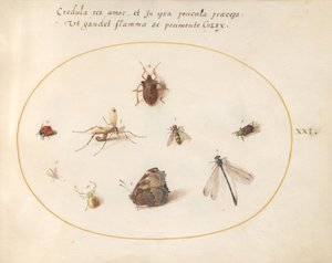 Placa 21: Uma borboleta com uma libélula, uma joaninha e cinco outros insetos de Joris Hoefnagel