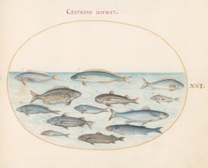 Placa 21: Bacalhau(?) e Outros Peixes de Joris Hoefnagel