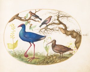  de Joris Hoefnagel