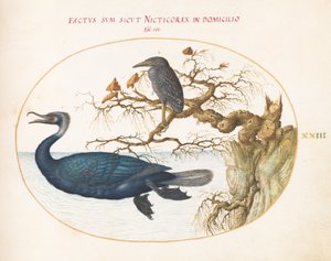 Gravura 23: Um cormorão de Brandt com uma garça noturna coroada juvenil de Joris Hoefnagel