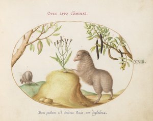 Ilustração 23: Uma ovelha de cauda gorda, uma ovelha de cauda longa, uma "Cassia purgatrix" e outras plantas de Joris Hoefnagel