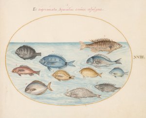 Prancha 23: Sargo(?) e outros peixes de Joris Hoefnagel