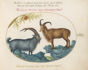 Placa 24: Uma cabra selvagem e uma ovelha de Barbary (?) de Joris Hoefnagel