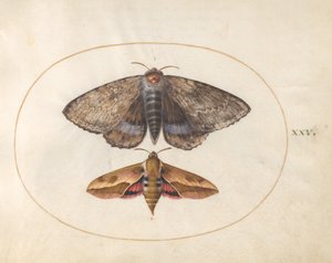 Placa 25: Mariposa-de-asa-azul e Mariposa-de-asa-de-spurge de Joris Hoefnagel