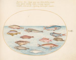 Gravura 25: Peixe-arco-íris do Mediterrâneo, outros peixes, um poleiro-rabo-de-andorinha (?), vários "Anthiae" e outros peixes de Joris Hoefnagel